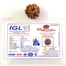 Natural 8 Mukhi Rudraksha Nepal Origin Best Quality Lab certified Energized - £36.74 GBP