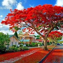 MBK 5 Royal Poinciana Red Flame Tree Seeds Delonix Regia Tropical Flambo... - $245.71 MXN