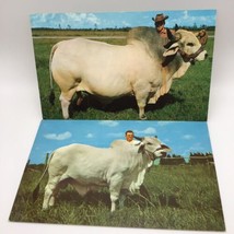Vintage Postcards Brahman Bulls Livestock Photos Collectible Lot Of 2 - $9.89