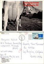 New York Woodstock Milk Cow Jeopardy Teen Tournament Posted 1991 Postcard - £7.36 GBP