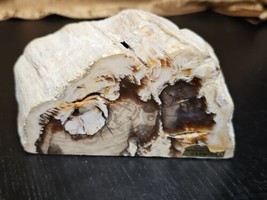 Natural Live Edge Cypress Petrified Fossilized Wood Stone 1.89 lb Felt P... - $59.39