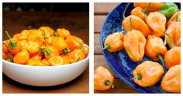 Caribb EAN Orange Habanero Chili Lot Of 3 Super Hot Pepper Live Plants - £33.56 GBP