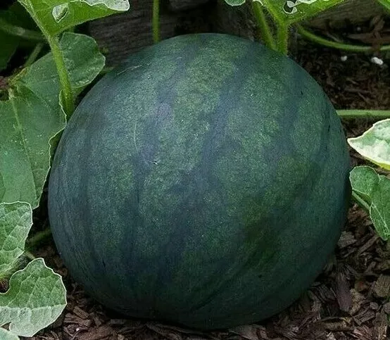 New Fresh Watermelon Seeds 25 Sugar Baby Garden Fruit Bush Avg Wt 8 10 Lbs - £7.11 GBP