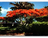 Flame Tree Royal Poinciana Hawaii HI Chrome Postcard T9 - £1.54 GBP