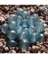 BELLFARM Haworthia obtusa 'Crystal' Light Blue Transparent Succulent Bonsai Plan - $16.89