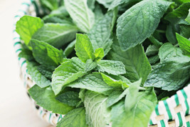 Spearmint Mentha Spicata 100 Seeds - £6.94 GBP