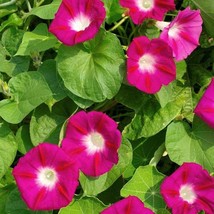 50 Scarlet Ohara Morning Glory Flower Seeds US Seller Fast Shipping - $6.98