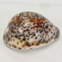 Vintage Cypraea Tigris Seashell 94mm 3.7&quot; Beautiful Tiger Cowrie B - £22.31 GBP