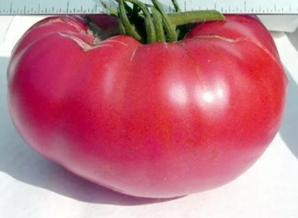 20 Seeds Pink Mennonite Tiffen Beefsteak Tomato - £11.95 GBP