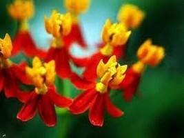 30+ Bloodflower Butterfly Weed Flower Seeds / Asclepias / Perennial / Great Gift - £11.59 GBP