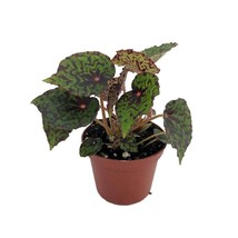 Mysterious Red Planet Begonia Plant 2.5 inch  Pot Terrarium Fairy Garden... - $31.96