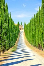 Fresh 50 Italian Cypress Tree Seeds For Planting Exotic Evergreen Ship From Usa - £16.38 GBP