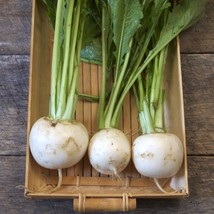 Turnip 500 - 50K Seeds Shogoin Japanese White Hakurei Asian Vegetable Plant - $1.84+