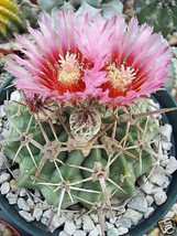 Homalocephala texensis, exotic desert barrel cactus Horse crippler seed ... - $12.99