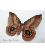Huge Automeris Janus Female Real Saturn Moth Entomology Collectible Shad... - $2,598.28 MXN