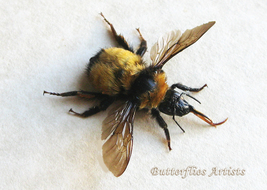 Real Large Eastern Bumblebee Bombus Impatiens Framed Entomology Shadowbox - $64.99