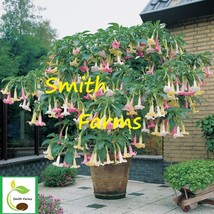 25 Seeds Mix Color Angel Trumpet Flowers Brugmansia Datura Fresh Seeds - £8.30 GBP