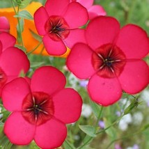 Flax Scarlet Red Wildflower Pollinators Partial Shade 500 Seeds US Fast ... - $7.86