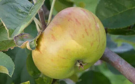 25+ Lane&#39;S Prince Albert Apple Seeds For Garden Planting - USA  - £4.11 GBP