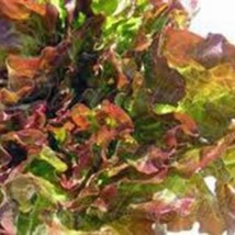 Lettuce Seeds Prizehead Lettuce Seeds Fresh Seeds USA Seller - $10.99