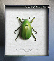 Chrysina Alphabarrerai Leaf Scarab Real Beetle Entomology Collectible Shadowbox - $54.99
