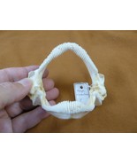 (sj475-16) 3-1/2" UNDULATE RAY jaw Raja undulata jaws t**th educational ... - €63,17 EUR (sj475-16) 3-1/2" UNDULATE RAY jaw Raja undulata jaws t**th educational ... - €63,17 EUR