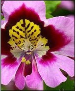 40 + Schizanthus Povero Da Uomo Orchidea Miste Semi Di Fiori/Annual/Grande Dono - $14.36