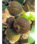 Ficus auriculata Roxburgh Fig Broad-Leaf Fig 20 Seeds - £20.11 GBP