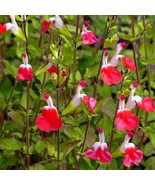 100 Hot Lips Salvia Seeds Flower Seed Perennial Flowers Hummingbird - $22.98