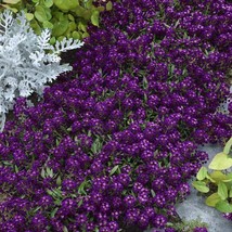 Oriental Nights Alyssum Seeds - 300 Seeds Free Shipping - $75.58 MXN