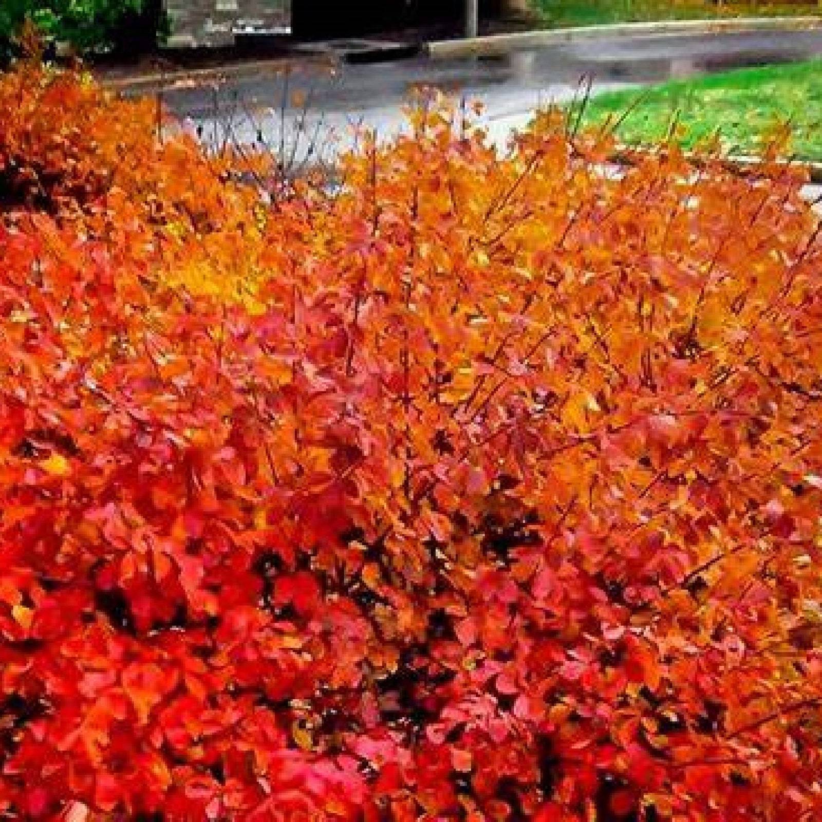 Konza Fragrant Sumac Rhus Aromatica Konza Vibrant Deciduous Ornamental Fruit Soi