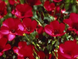 BPA Beautiful Scarlet Flax Seeds 200 Seeds  From US - £6.24 GBP