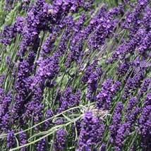 75 English Lavender Seeds I Heirloom Organic Herb Seeds Garden Fast Ship... - £9.70 GBP