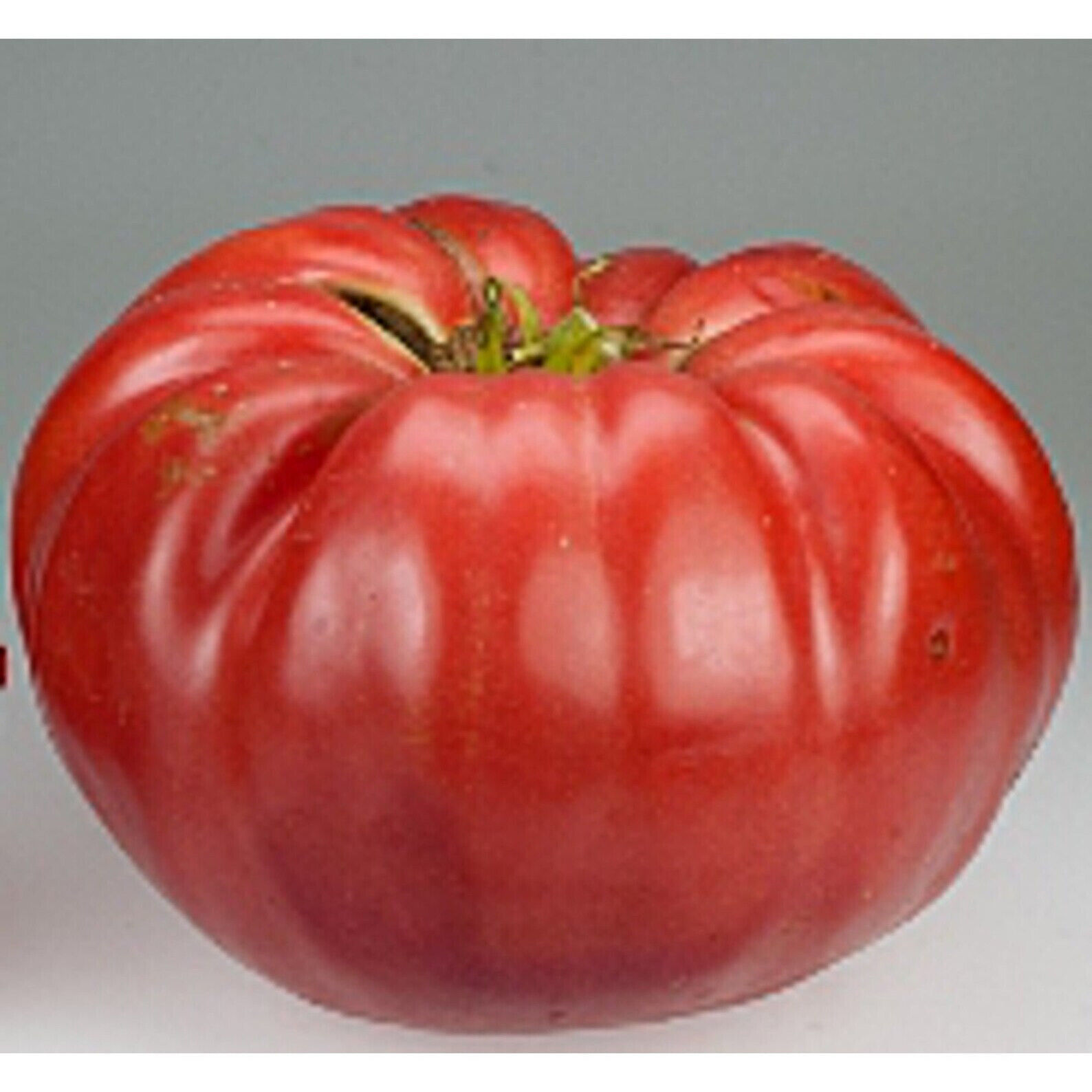35 Seeds Tomato Belgium Giant 5 Lb Fresh Seeds Fast Shipping - $8.82