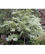 2 White Fringe Trees Shrubs Live Potted Plants 6-12 Inch Tall Quart Pots... - $137.17 CAD