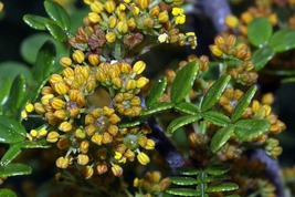 Edible Yellowwood / Pepper Tree Plant 2.5&quot; Pot Terrarium/Fairy Garden/Ho... - $29.99