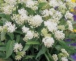 Milkweed Swamp White Asclepias Incarnata 25 NON GMO Seeds - £5.32 GBP