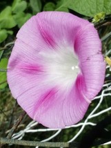 5 SEEDS LIGHT PINK MORNING GLORY HEIRLOOM - $118.63 MXN