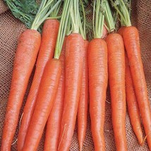 SR12Store Imperator 58 Carrot Seeds 1000 Vegetable Garden Heirloom Nongmo US Pro - £6.59 GBP