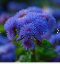 ArfanJaya Ageratum Dondo Blue Flower Seeds - £6.62 GBP