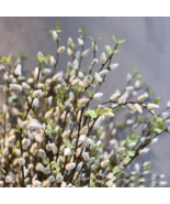 37" LONG artificial White Willow decor artificial pussy willow branches - €6,91 EUR 37" LONG artificial White Willow decor artificial pussy willow branches - €6,91 EUR