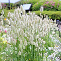15 Seeds Bunny Tails Flower Lagurus Ovatus Hares Tail Grass Flowering - £10.74 GBP