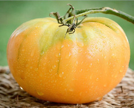 Kentucky Beefsteak Tomato 30 - 2000 Seeds Orange fruit up to 2+ lbs! Hei... - $1.92+