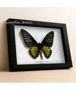 Troides Plateni Male Rare Dr. Platen&#39;s Birdwing Real Butterfly Framed Sh... - $67.99