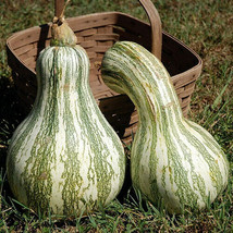 Cushaw Green Striped Pumpkin Seeds 20 Seeds  - £7.42 GBP