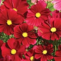 140 Seeds Cosmos, Dazzler Red Flower Cosmos - £10.39 GBP