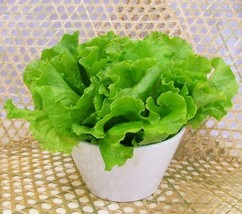 US Seller 400 Lettuce Seeds Lachca Sativa Organic Vegetable Seed S001 Fast Shipp - $10.89