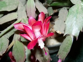 Christmas Cactus Cuttings -  No roots-   2 sections 2 cuttings   -- pink... - £9.58 GBP