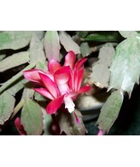 Christmas Cactus Cuttings -  No roots-   2 sections 2 cuttings   -- pink... - £9.56 GBP