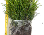 Coast Redwood Trees, 8” - 14” Tall - Landscape Tree / Screen / Bonsai - £15.65 GBP+